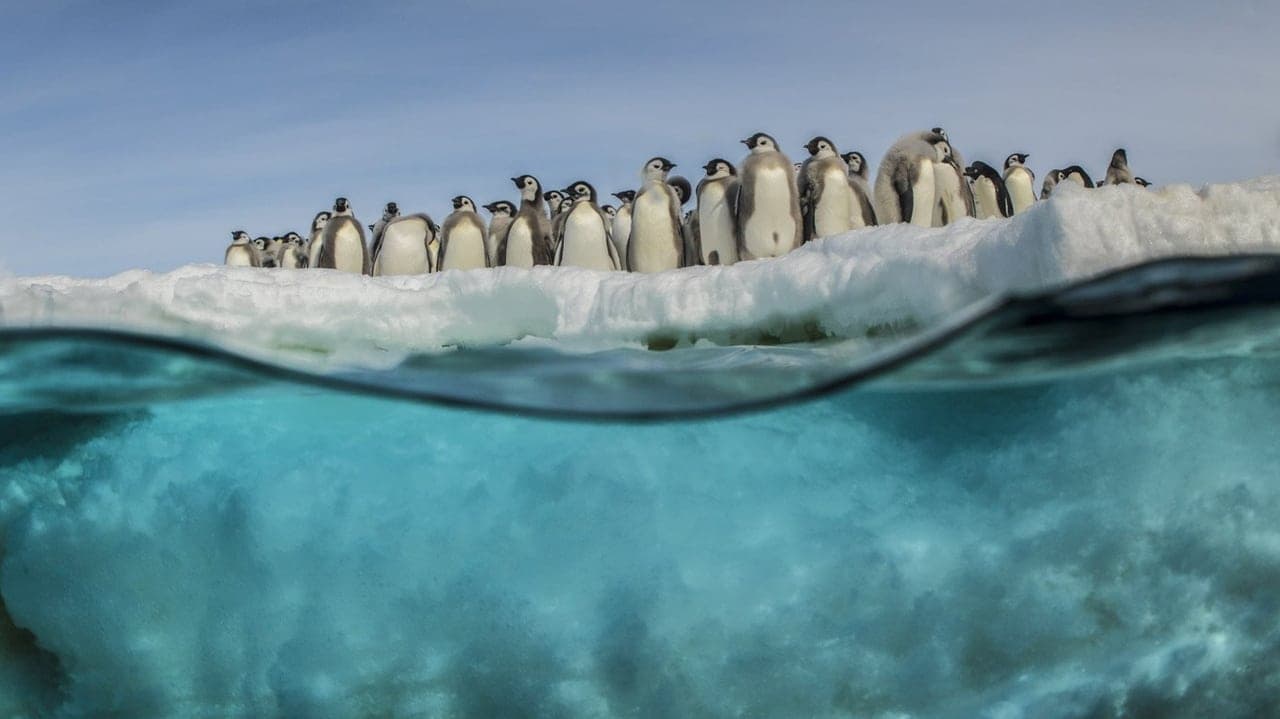 Antarctica, in the footsteps of the Emperor backdrop