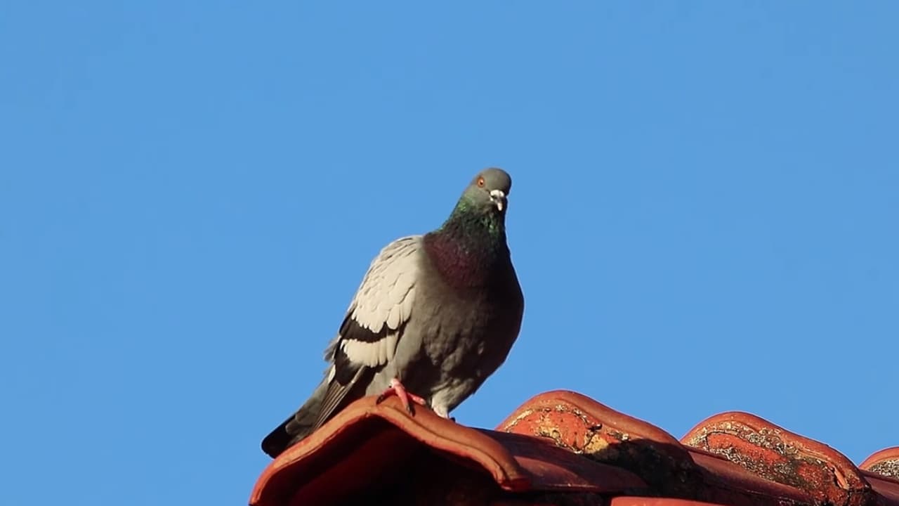 Pombo Doméstico: Herói ou Vilão? backdrop