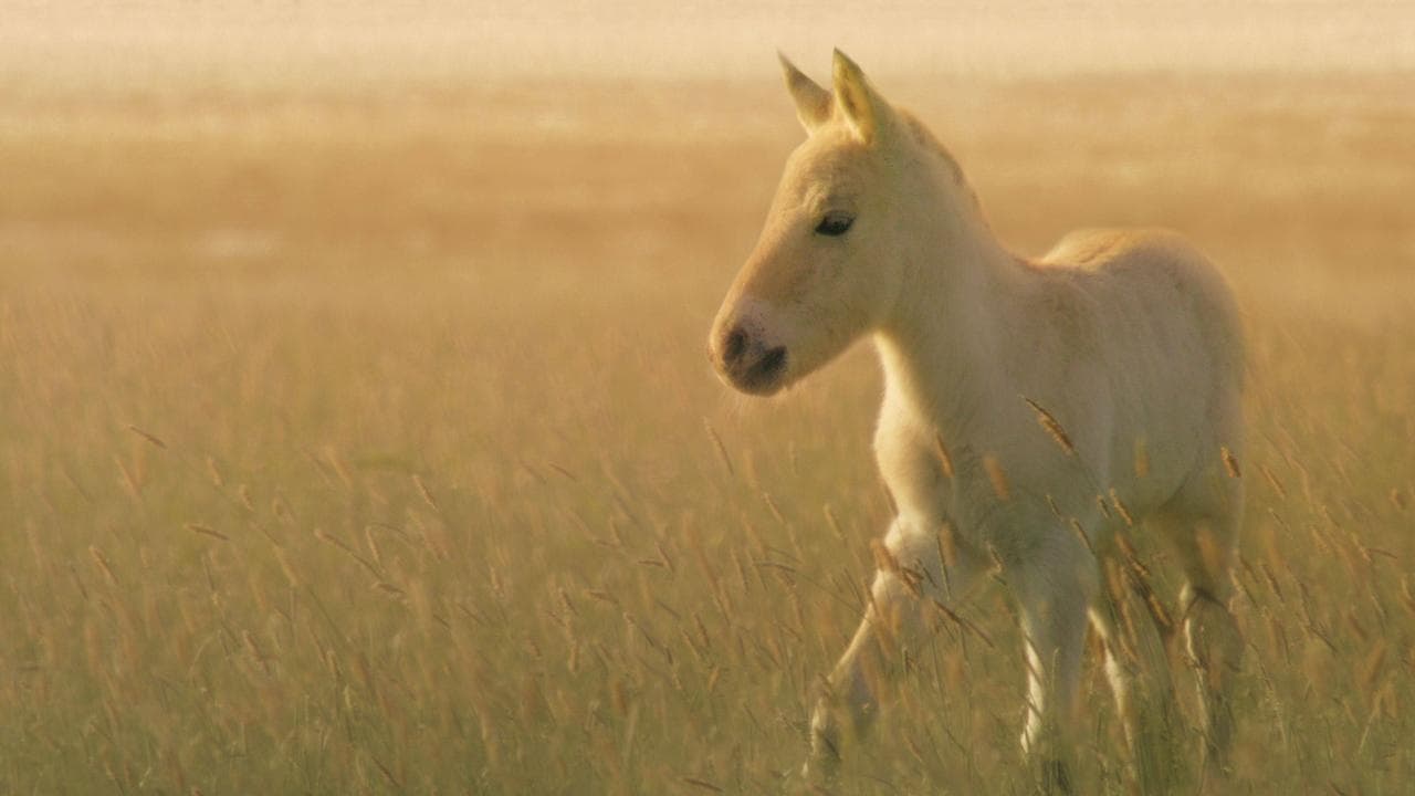 Wild Horses - A Tale From The Puszta backdrop