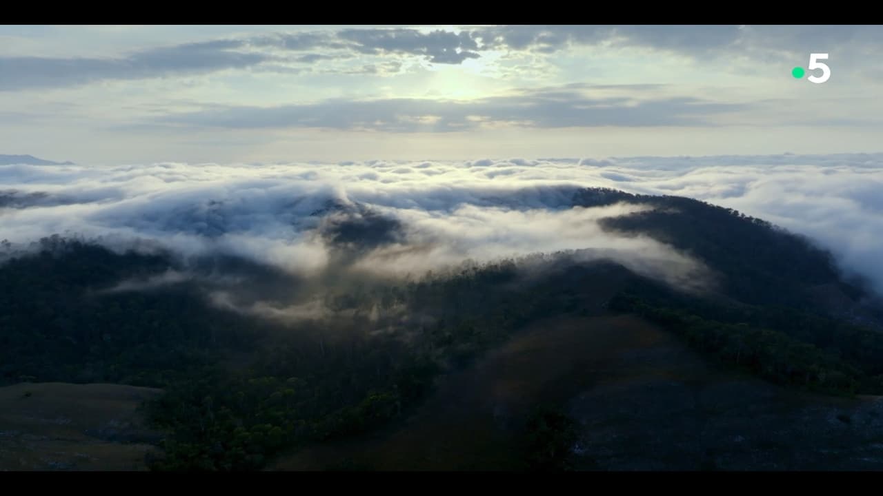 Ivohiboro, la forêt oubliée backdrop