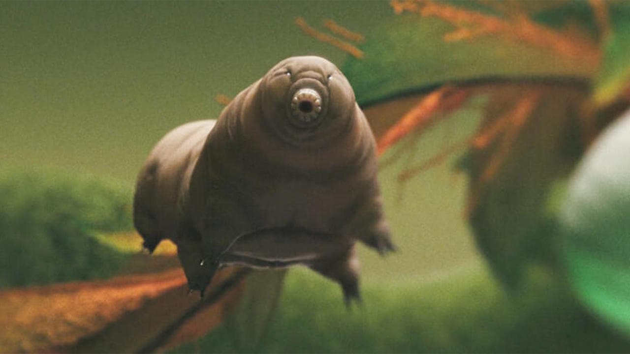 Tardigrade, l'animal indestructible backdrop