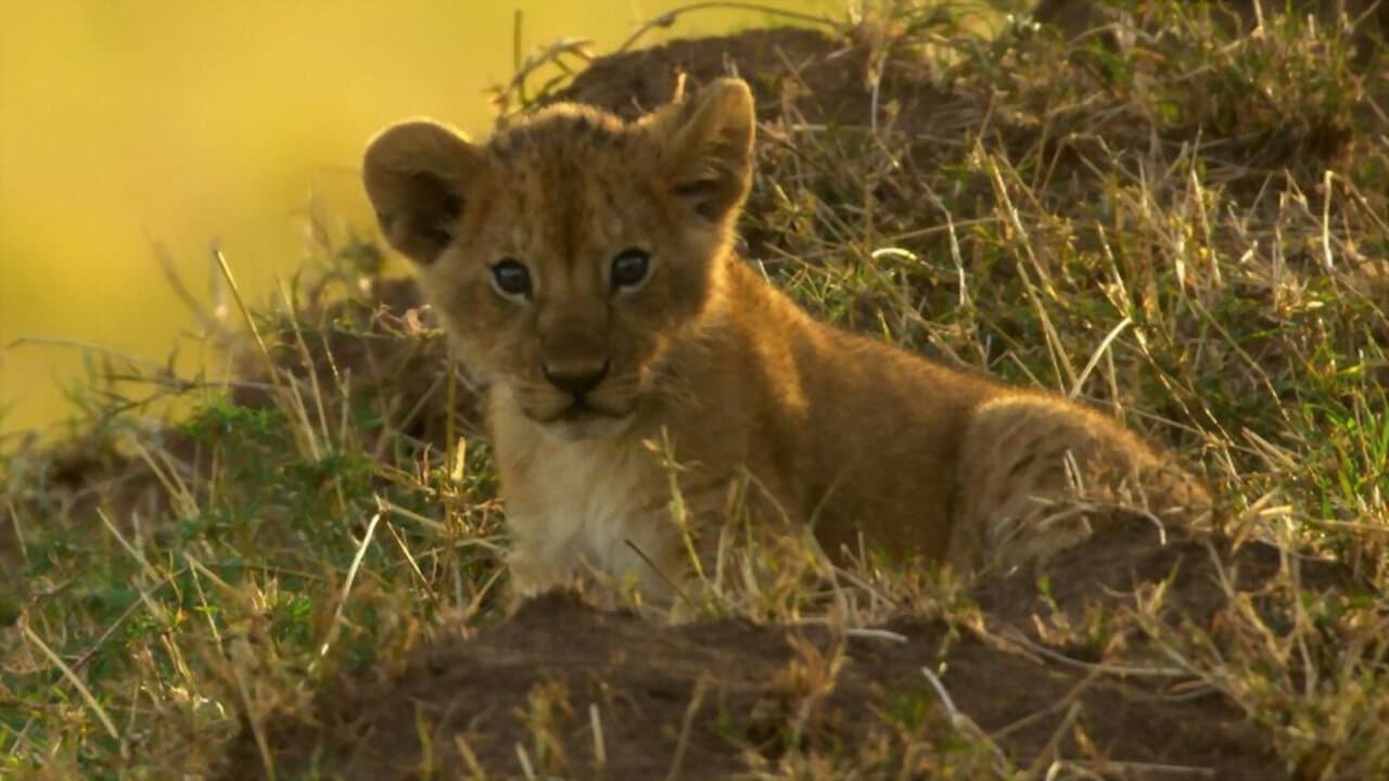 Peur sur la savane backdrop