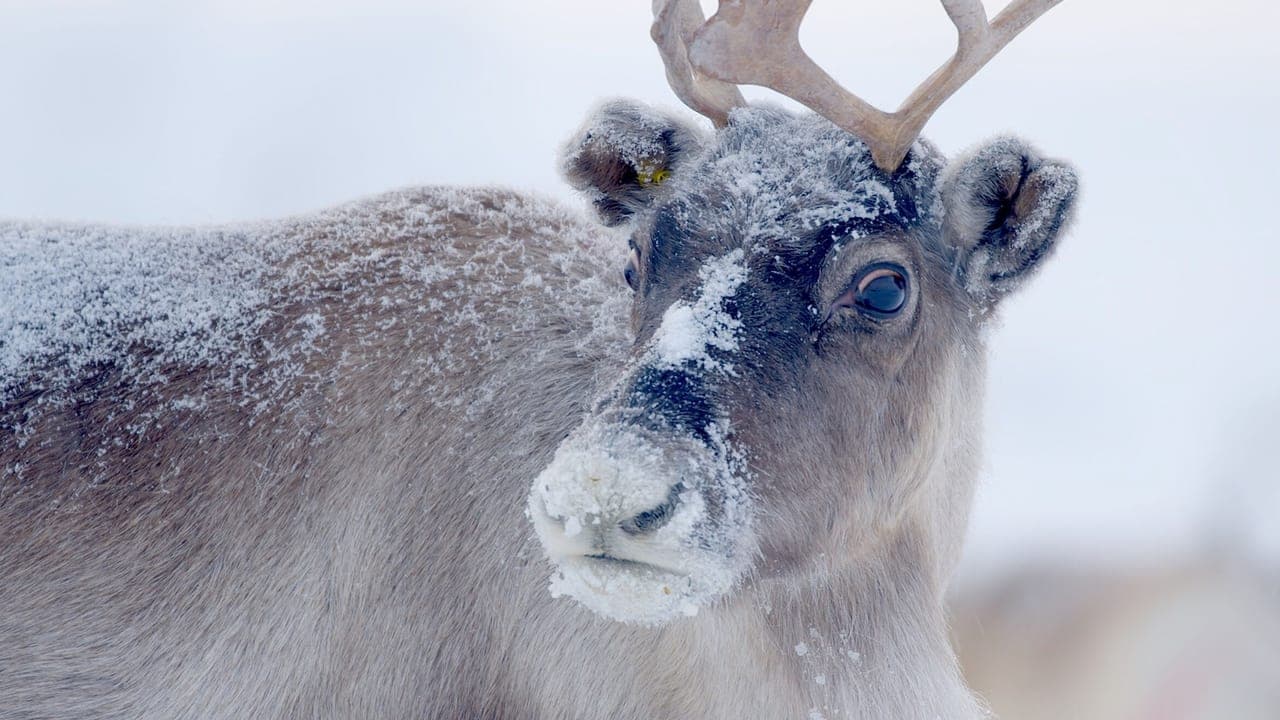 Santa's Wild Home backdrop