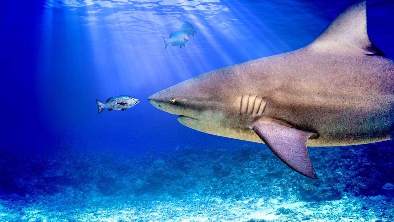 World's Biggest Bull Shark? backdrop