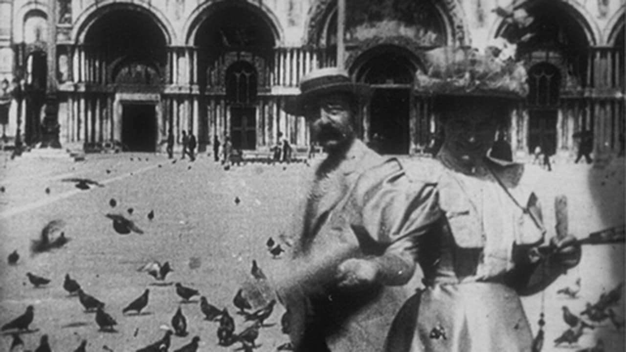 Pigeons sur la place Saint-Marc backdrop