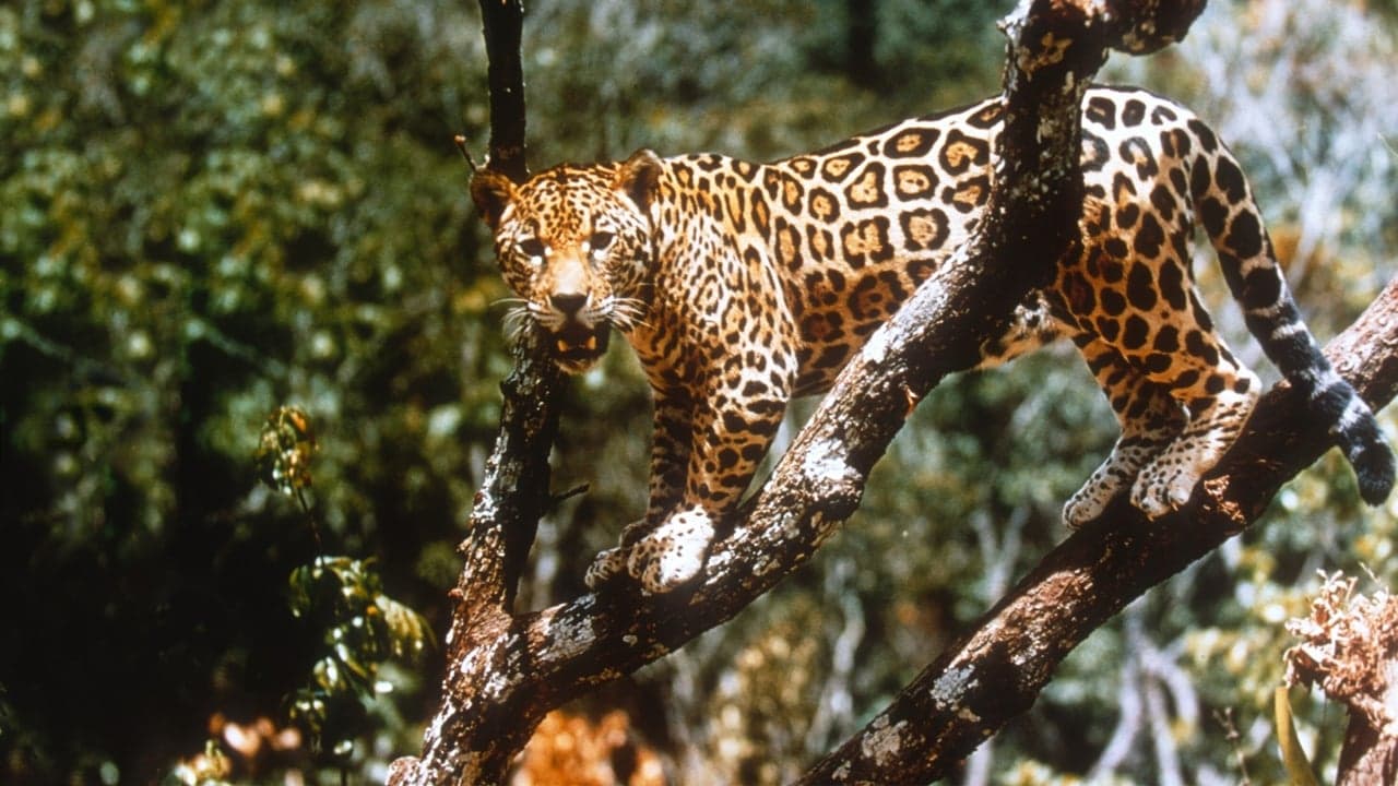 Jungle Cat backdrop