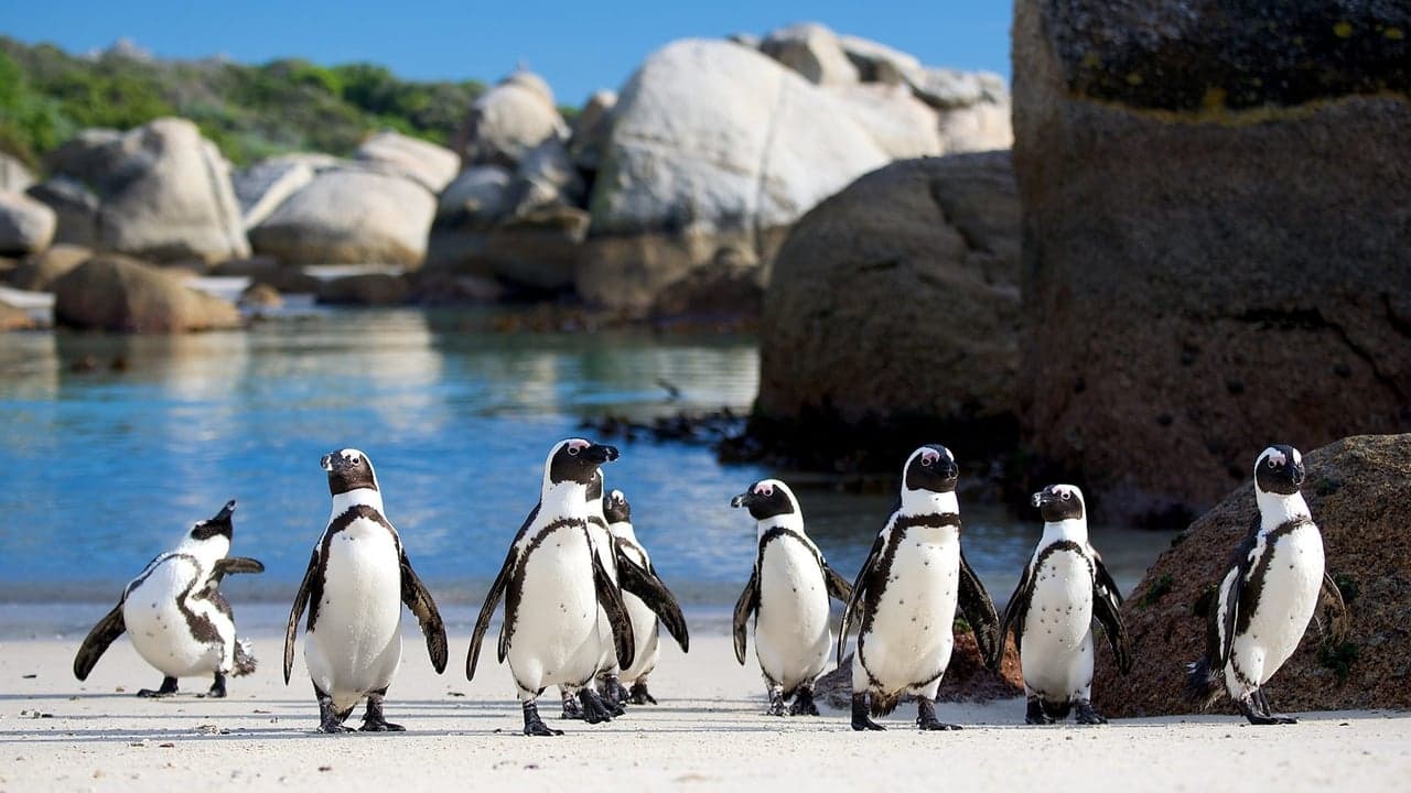 Penguins: Meet the Family backdrop