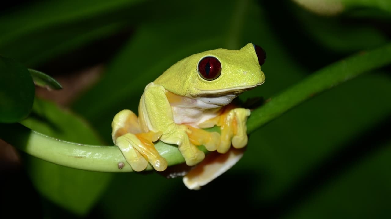 Fabulous Frogs backdrop