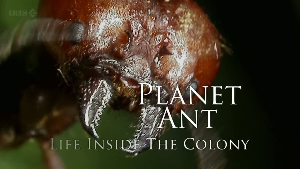 Planet Ant: Life Inside The Colony backdrop