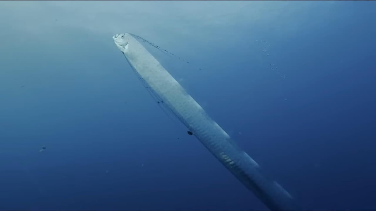 Régalec, premiers contacts avec le poisson roi backdrop