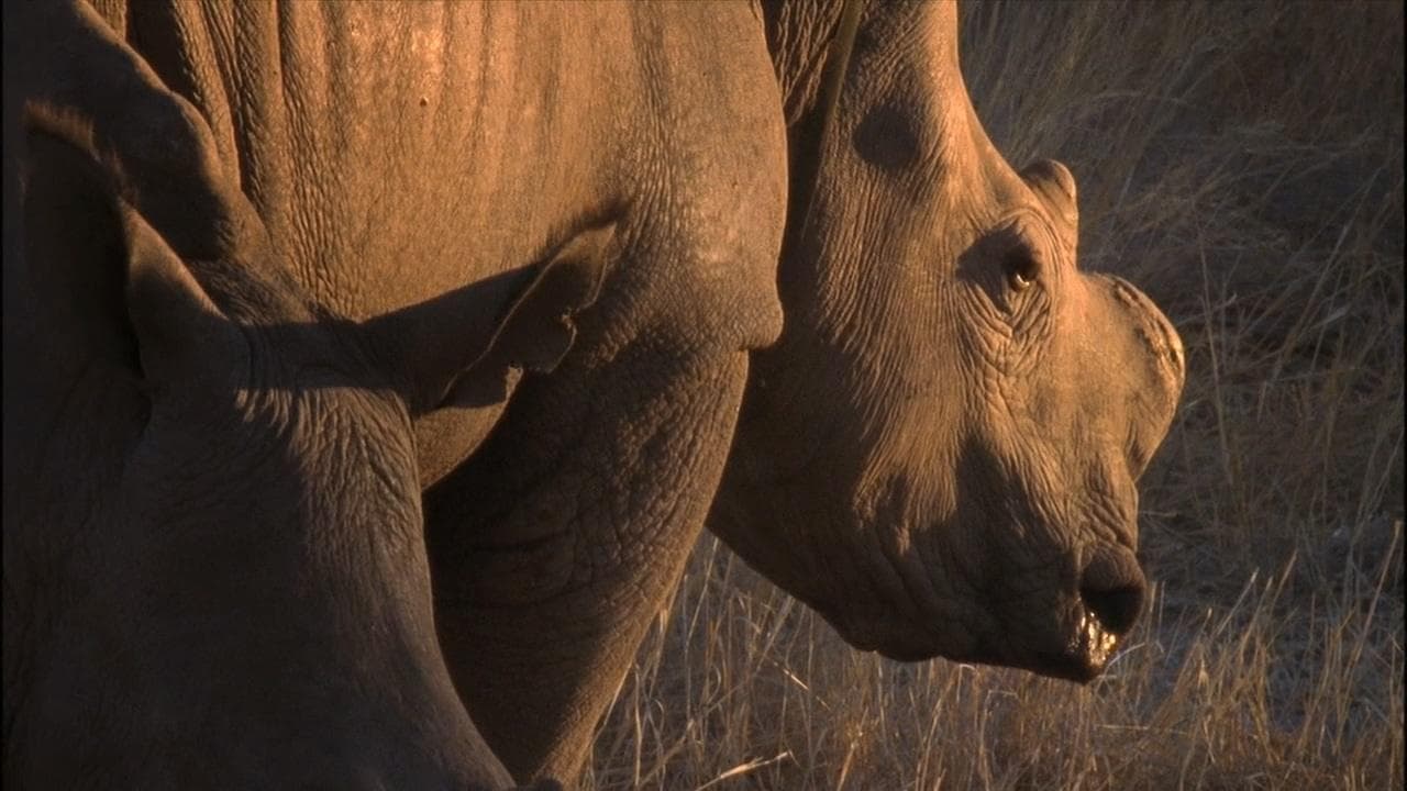 Rhino Rescue backdrop