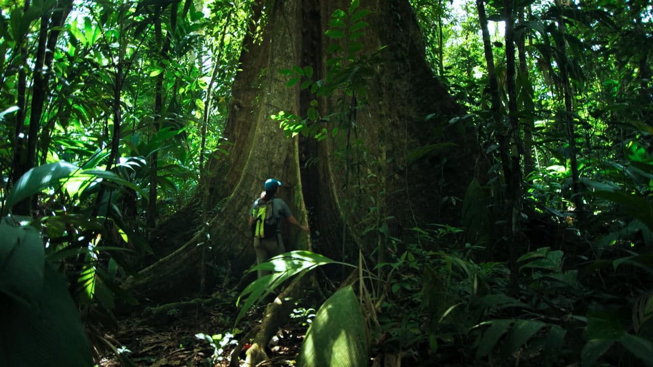 The Forest backdrop