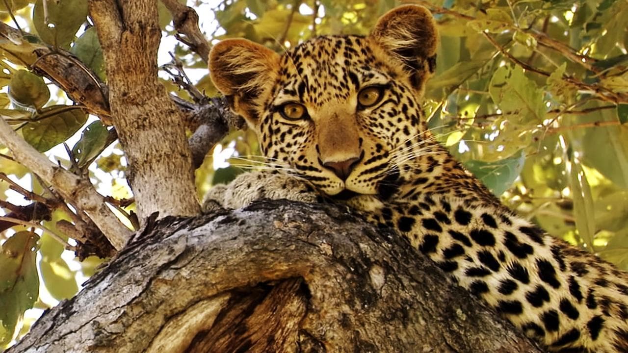 Eye of the Leopard backdrop