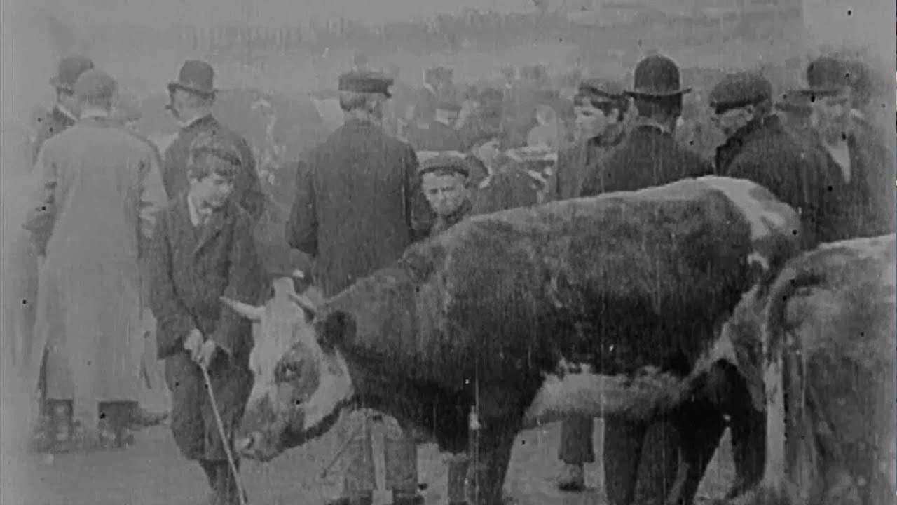 Cattle Market in Derry backdrop