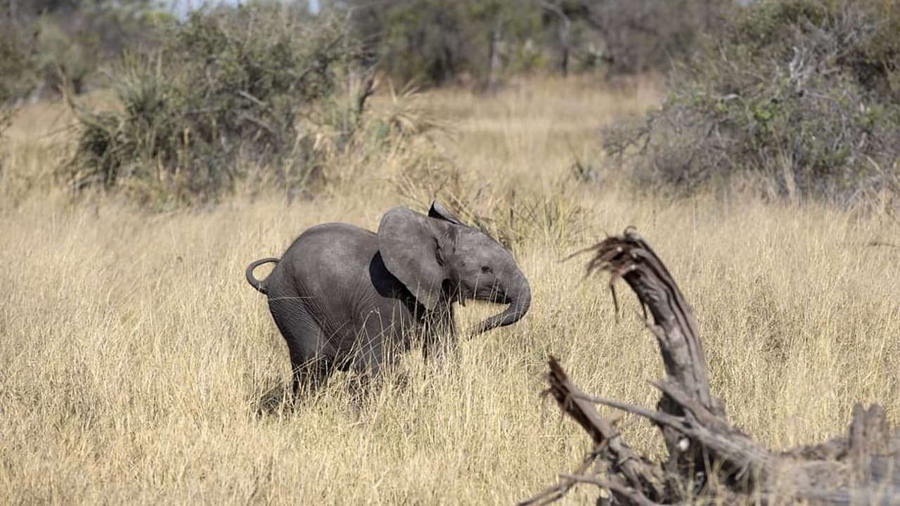 Naledi: A Baby Elephant's Tale backdrop