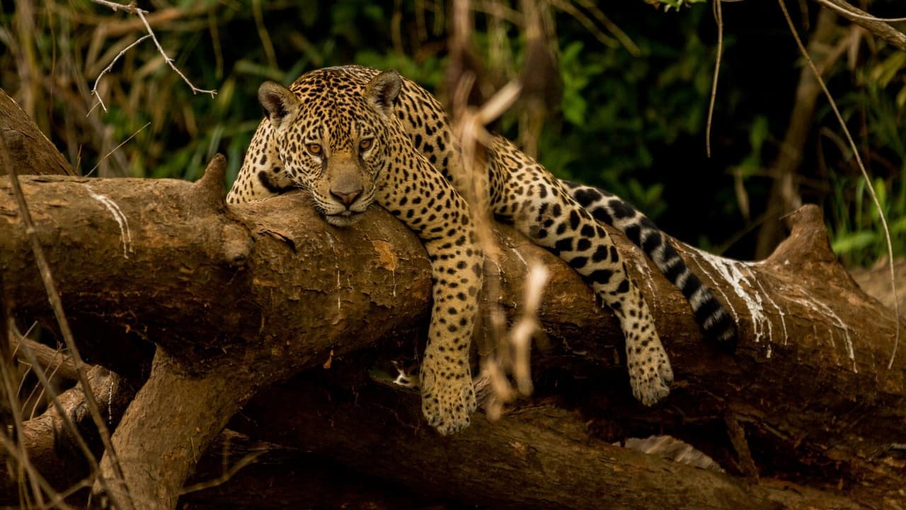 Guyane, vivre avec le jaguar backdrop