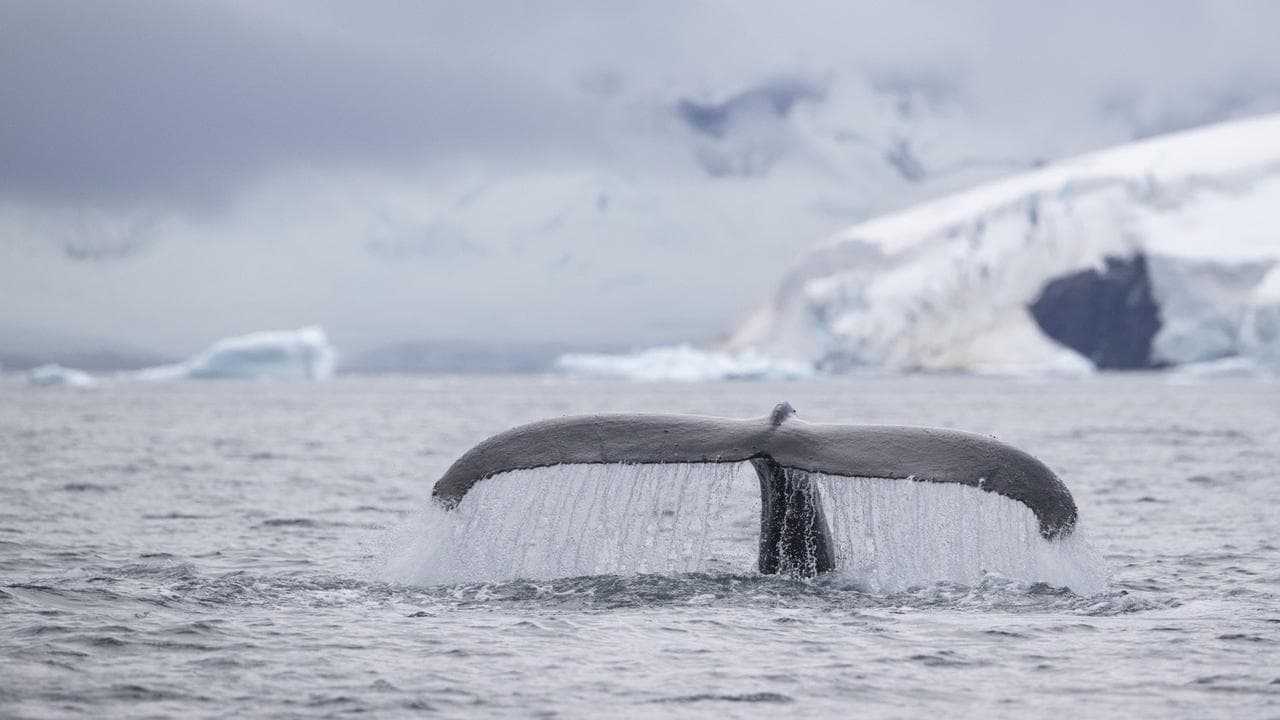 Speechless: The Polar Realm backdrop