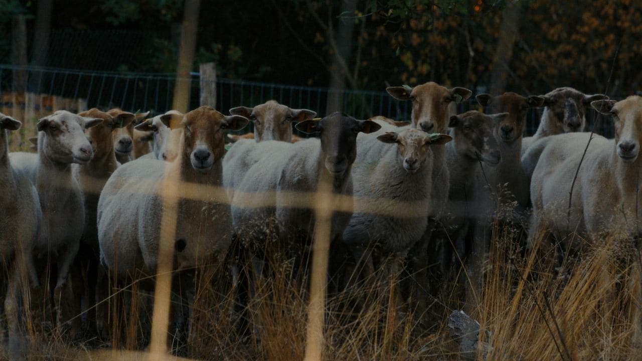 Sheep backdrop