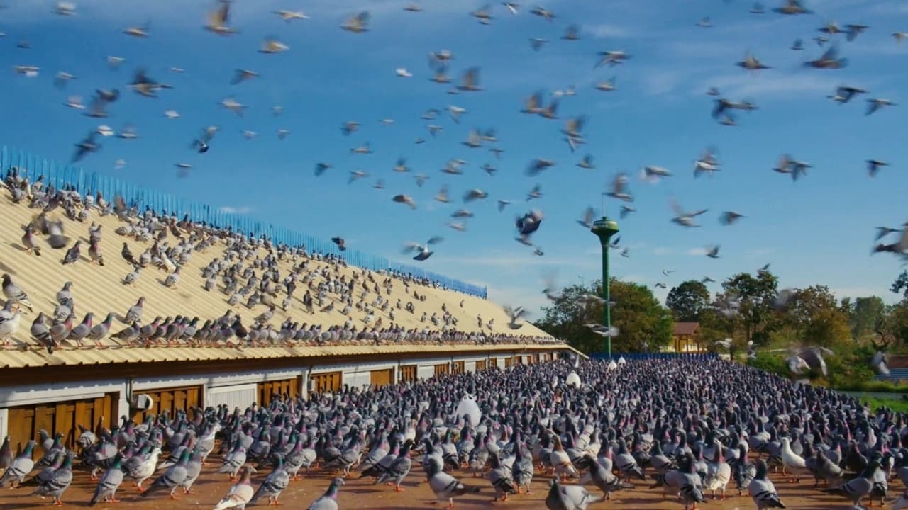 Million Dollar Pigeons backdrop