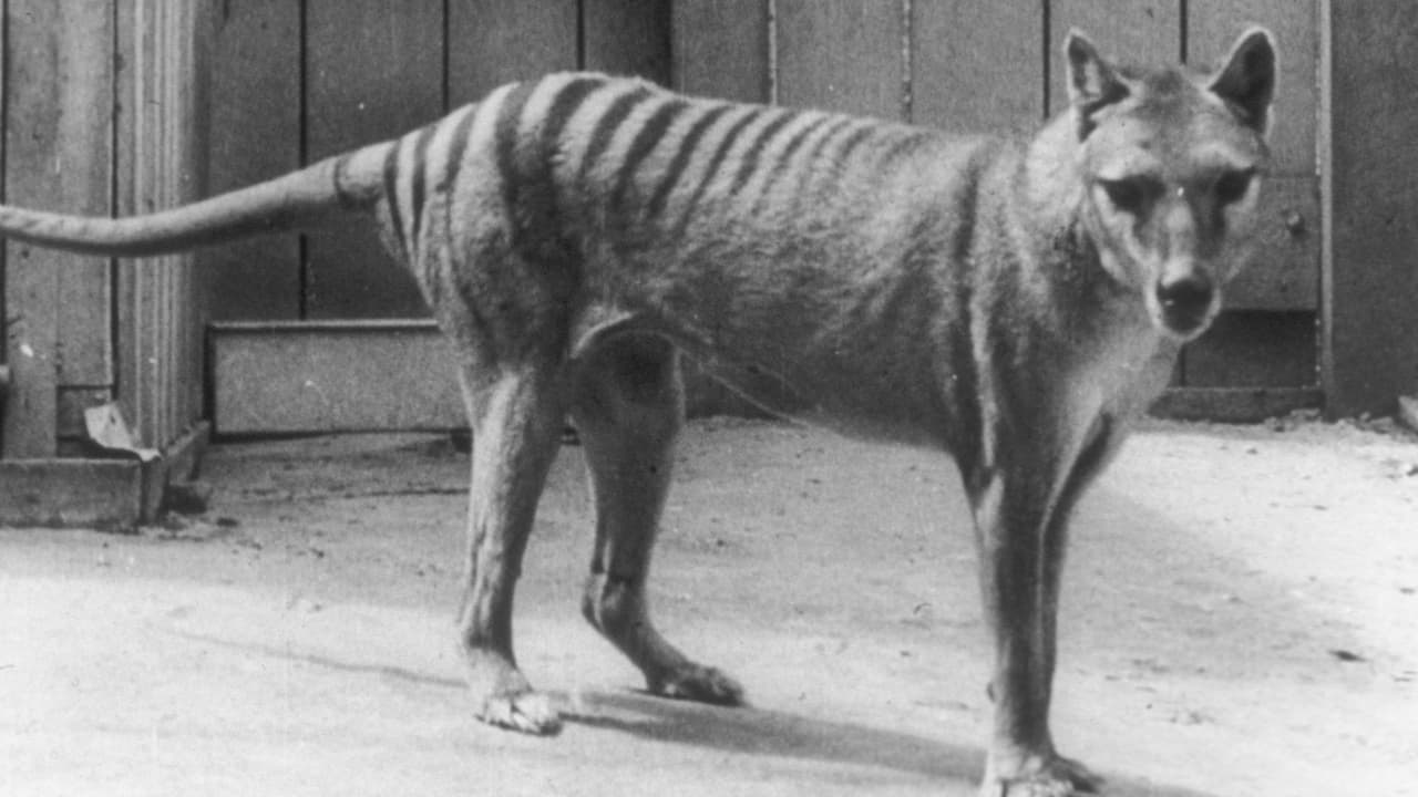 Extinct or Alive: The Tasmanian Tiger backdrop