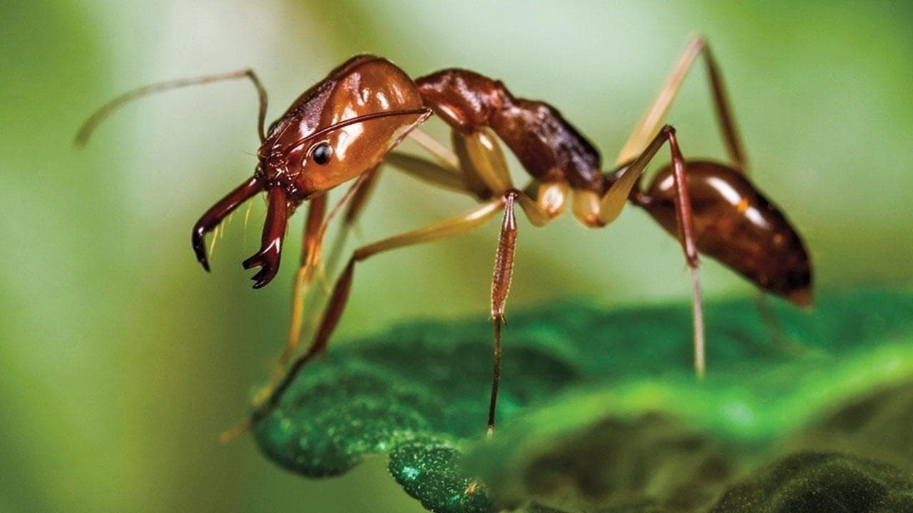 Ants - Nature's Secret Power backdrop