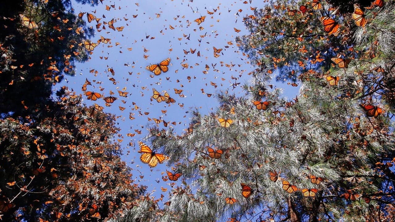 Flight of the Butterflies backdrop