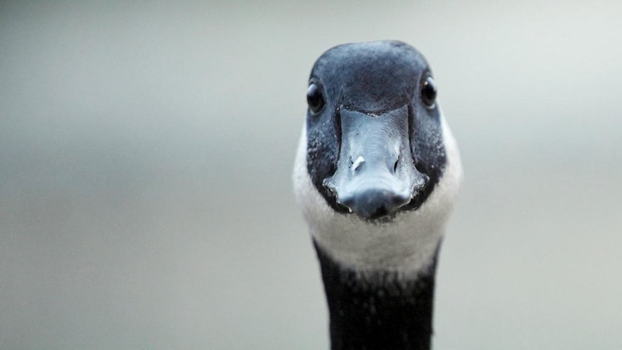 Modern Goose backdrop