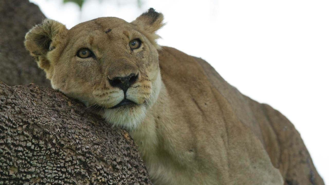 Lion: The Rise and Fall of the Marsh Pride backdrop