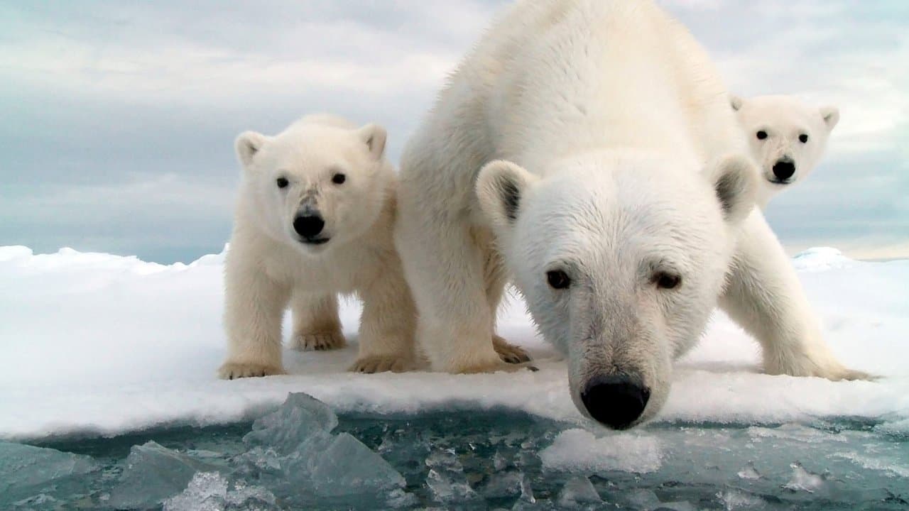 Snow Bears backdrop