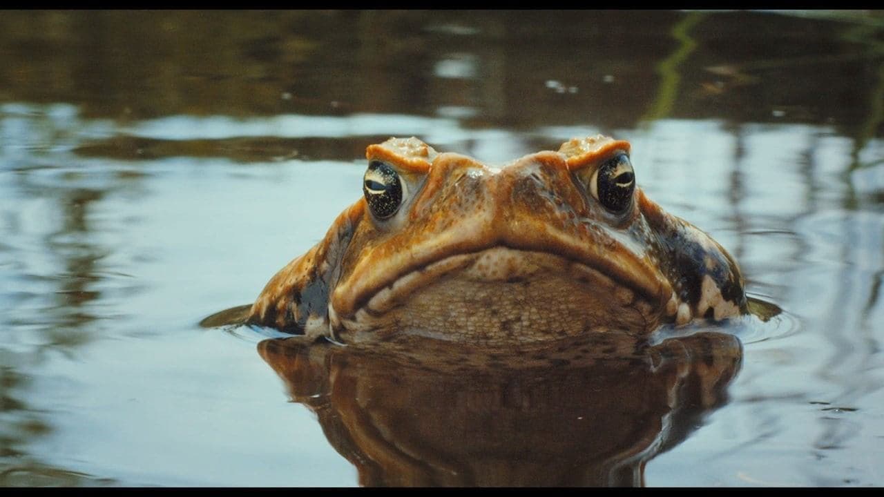 Cane Toads: The Conquest backdrop