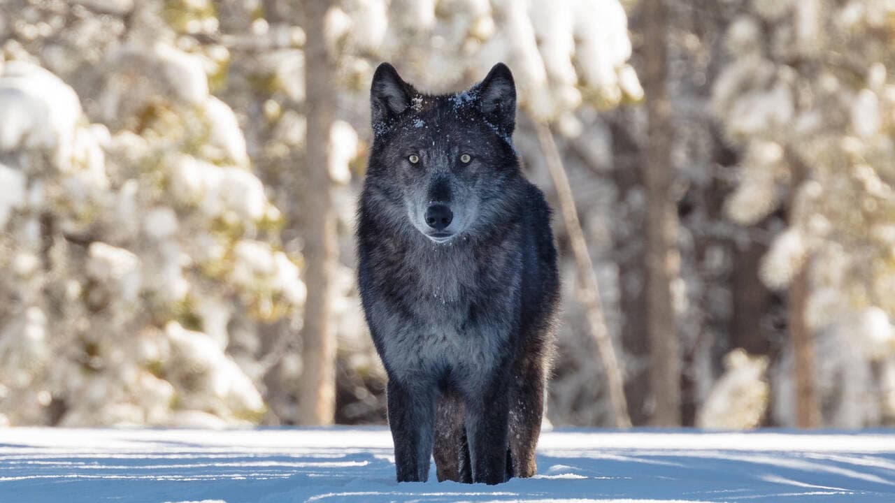 Une année parmi les loups backdrop