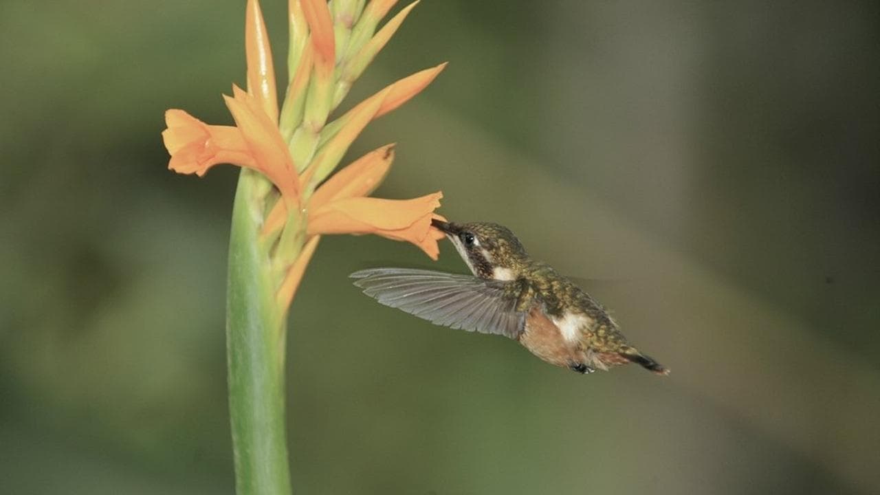 Hummingbirds: Jewelled Messengers backdrop