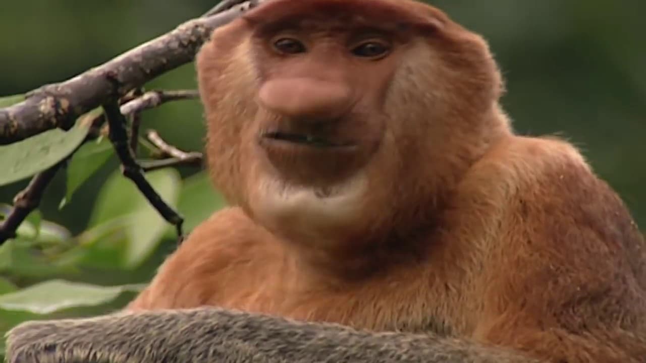 Clown of the Jungle: The Proboscis Monkey of Borneo backdrop