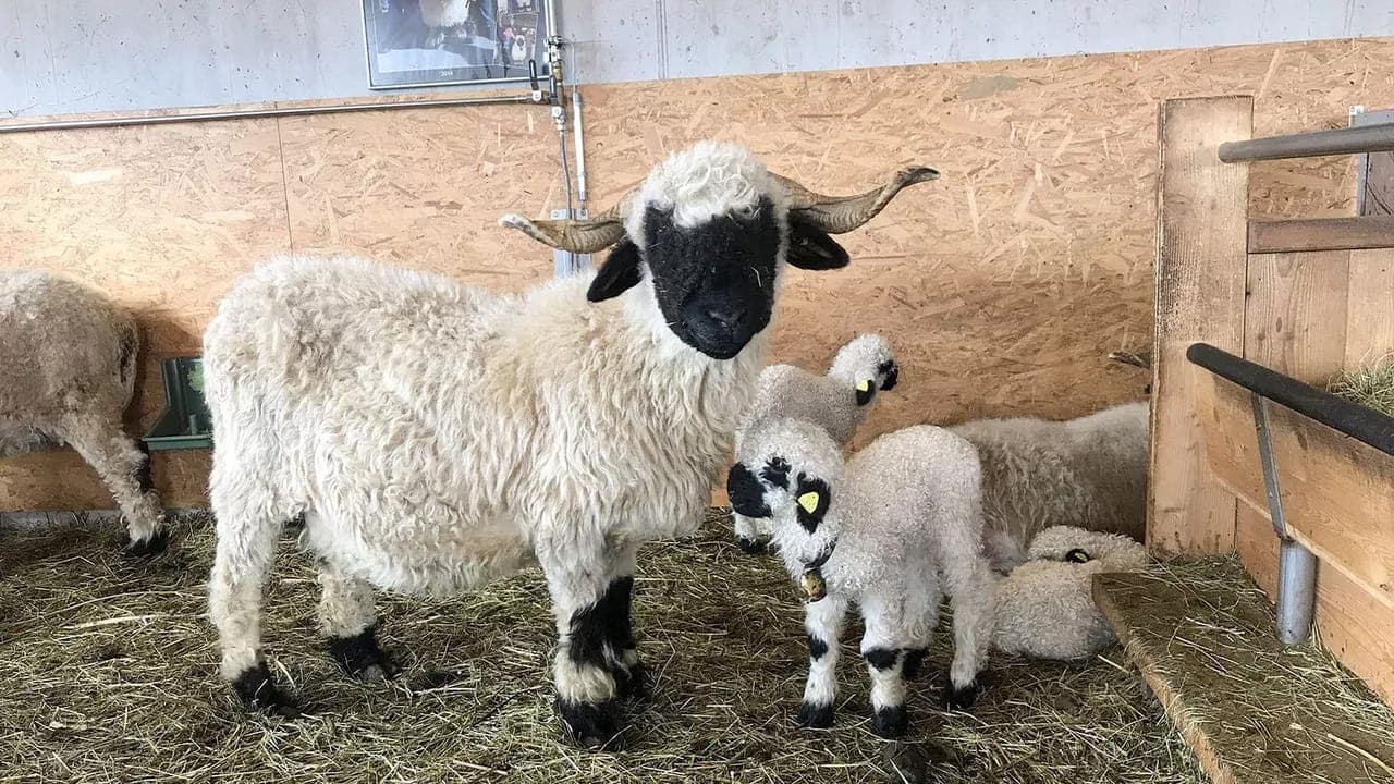 Das schönste Schaf im Wallis backdrop