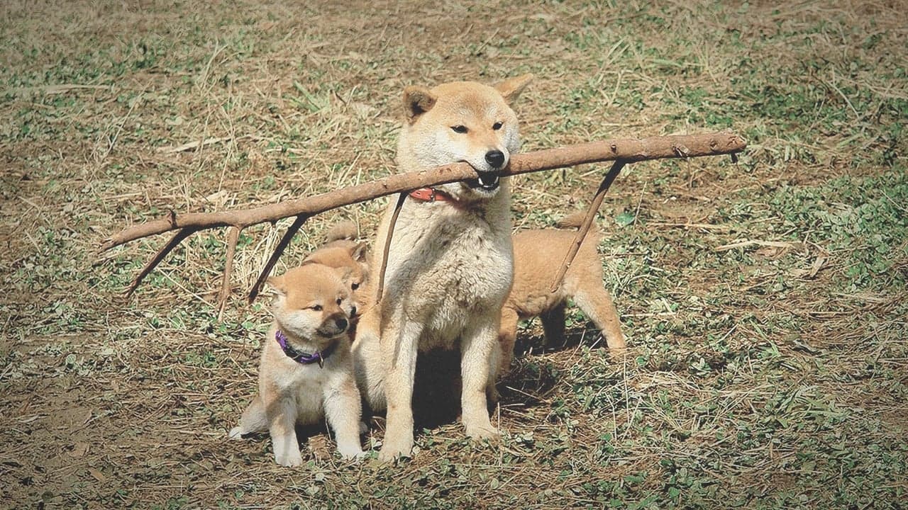 A Tale of Mari and Three Puppies backdrop