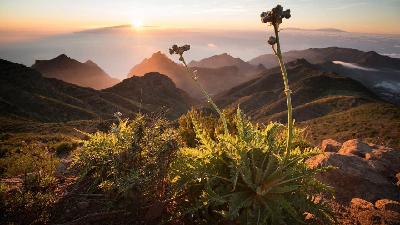 The Canary Islands backdrop