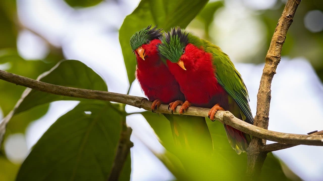 Ura, sauver l'oiseau sacré des australes backdrop