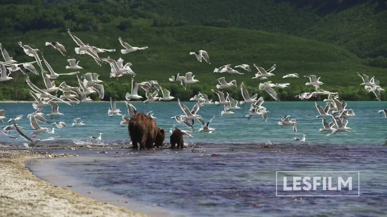 Kamchatka Bears. Life Begins backdrop