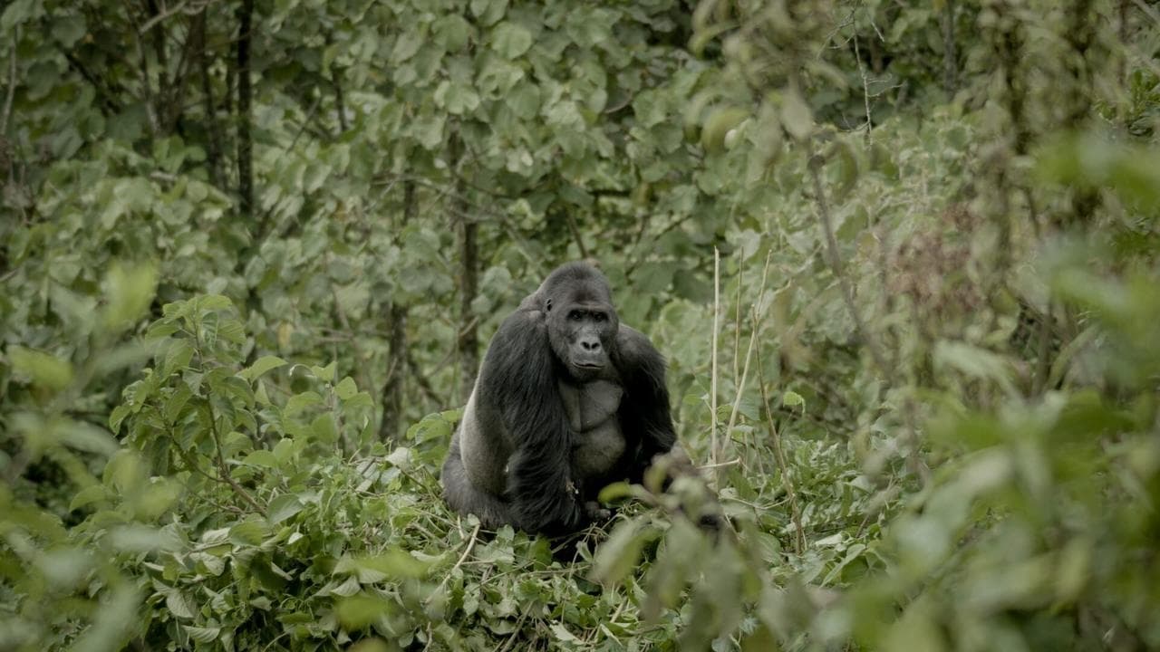 Silverback backdrop