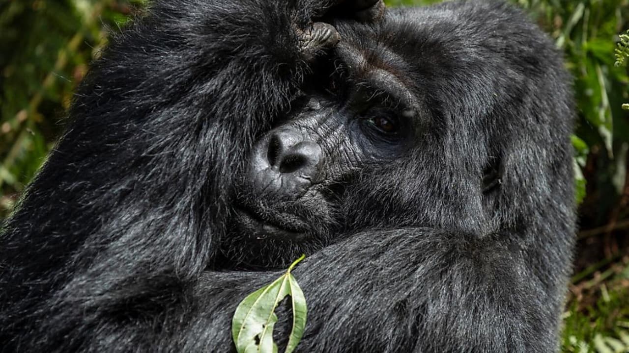 Gorillas unter Stress backdrop