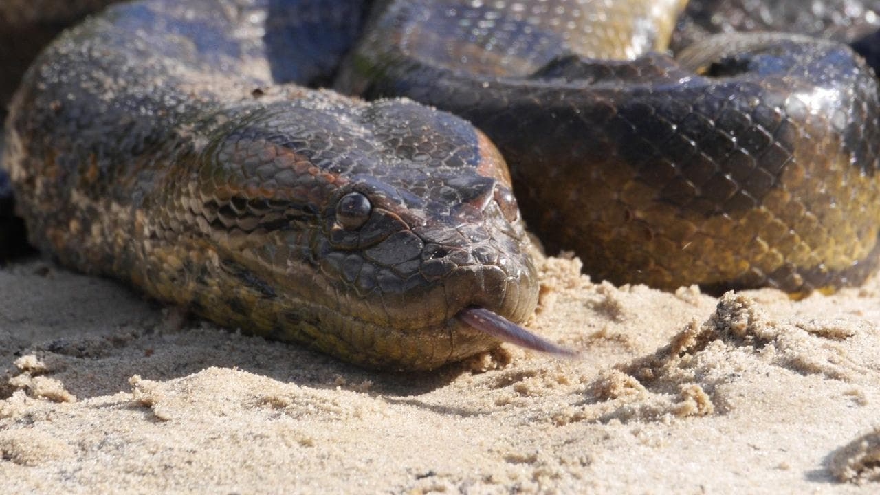 Anaconda: Silent Killer backdrop