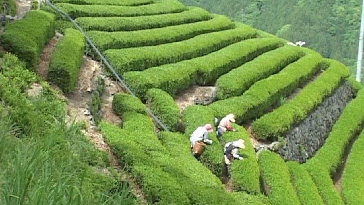 Bessho Tea Factory backdrop