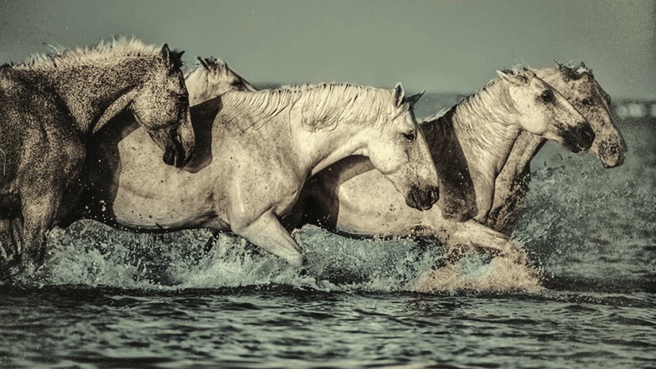 Dream of the Wild Horses backdrop