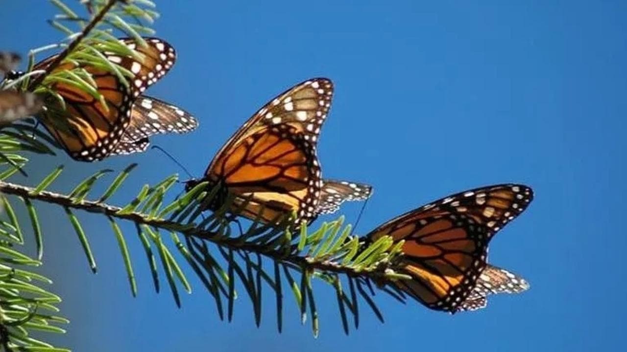 The Incredible Journey of the Butterflies backdrop