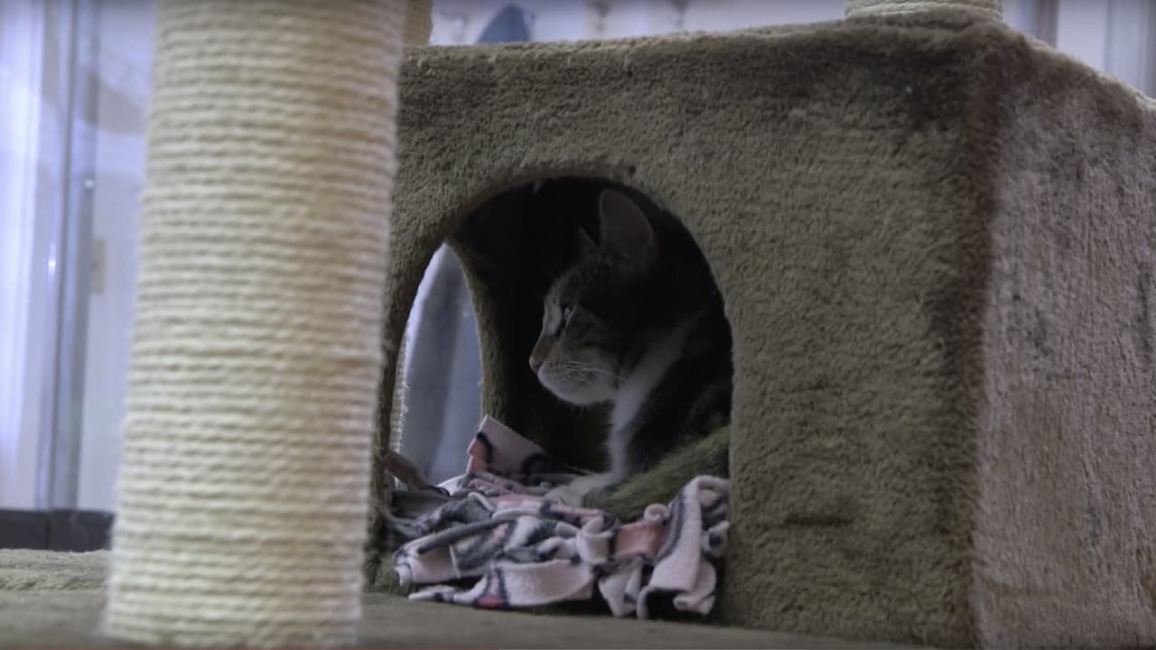 A Day at the Cat Cafe backdrop