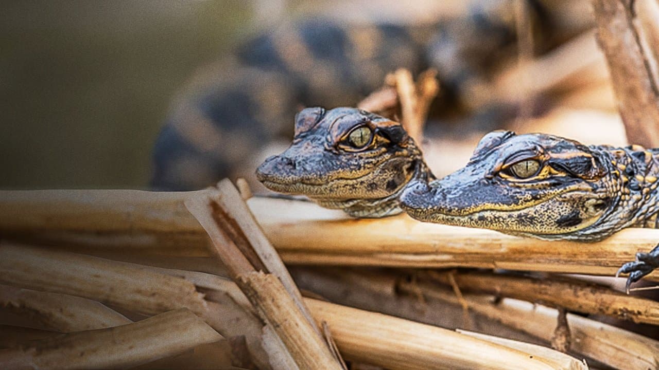 Prowlers of the Everglades backdrop