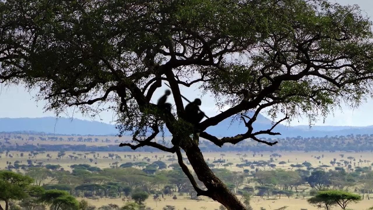 Homo sapiens, the New Origins backdrop