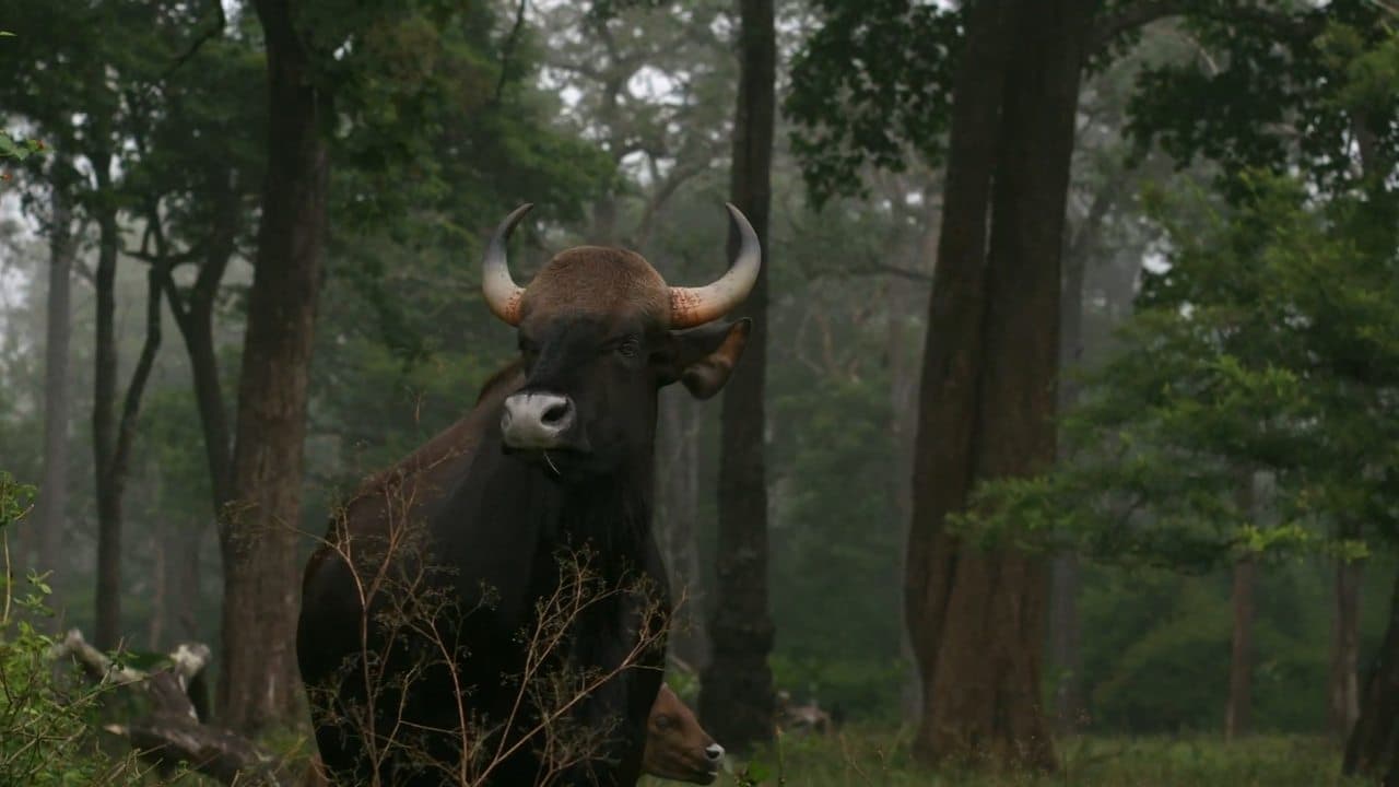 Wild Karnataka backdrop