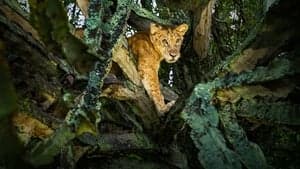 Tree Climbing Lions backdrop