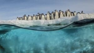 Antarctica, in the footsteps of the Emperor backdrop